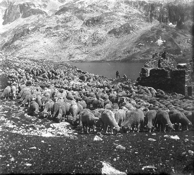 Troupeau devant le lac du Cos