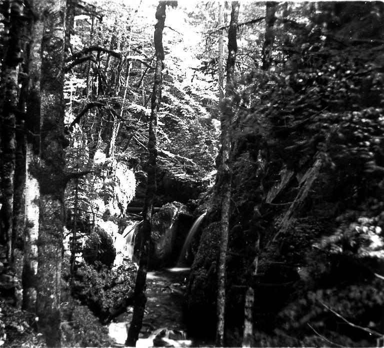 Cours d'eau dans une forêt