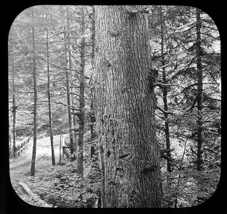 Forêt de la Chartreuse de Saint-Hugon
