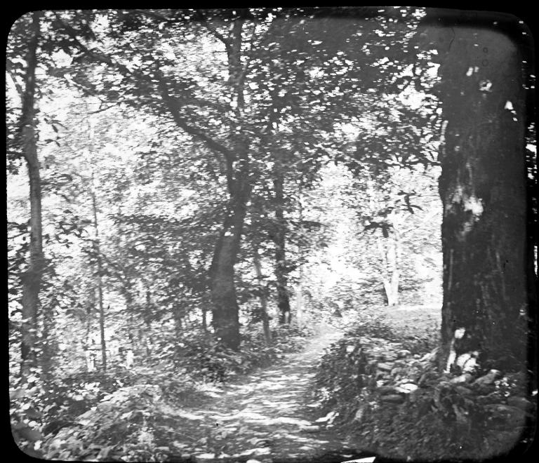 Allevard. Route de la cascade du Buisson, sous-bois