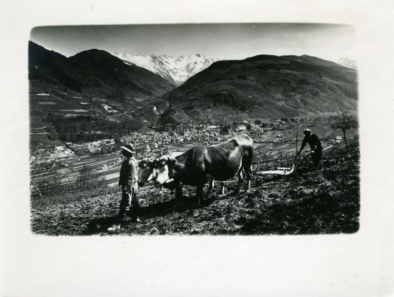 Labour traditionnel sur les coteaux de Bramefarine