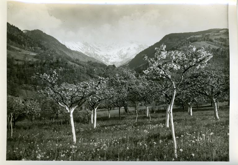 Arbres en fleurs. Au fond le Gleyzin et le Mont Mayen