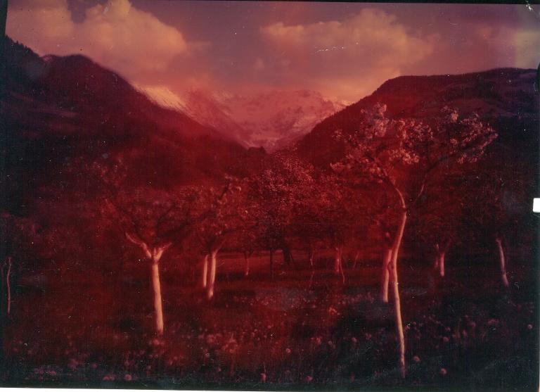 Arbres en fleurs. Au fond le Gleyzin et le Mont Mayen