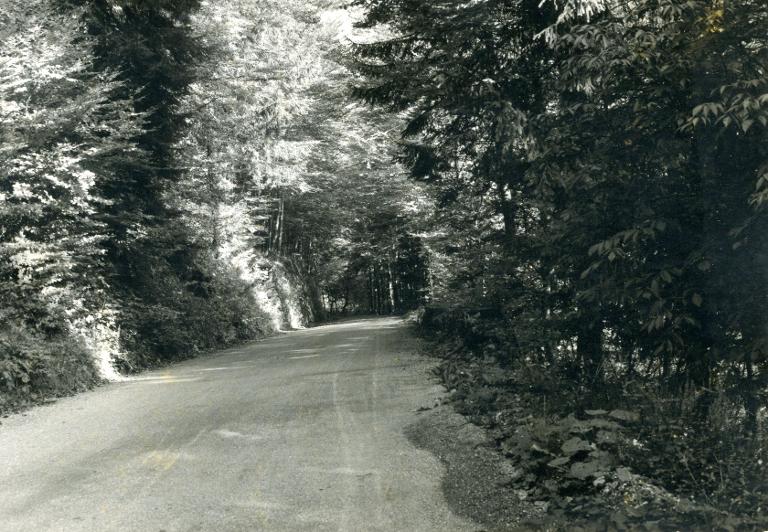 Une route dans la forêt