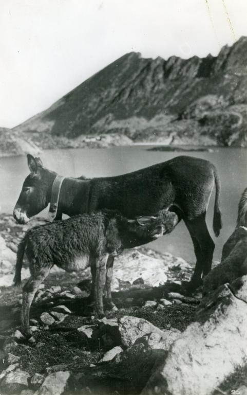 Petits ânes aux Sept Laux