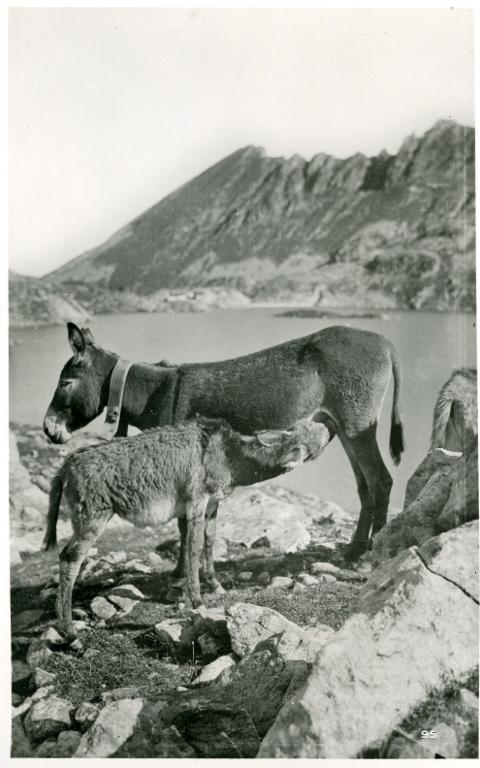 Petits ânes aux Sept Laux