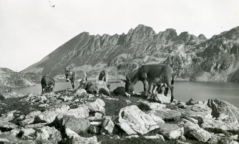Ânes broutant au bord du lac de la Motte