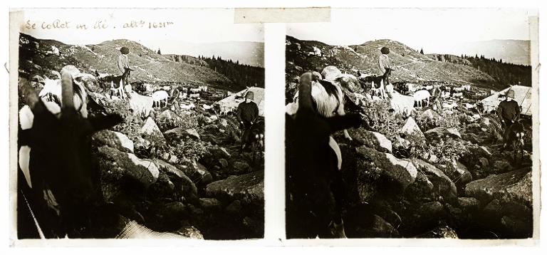 Le Collet en été : bergers et leurs chèvres