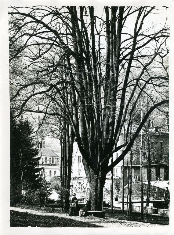 Arbre majestueux dans le Parc des Forges
