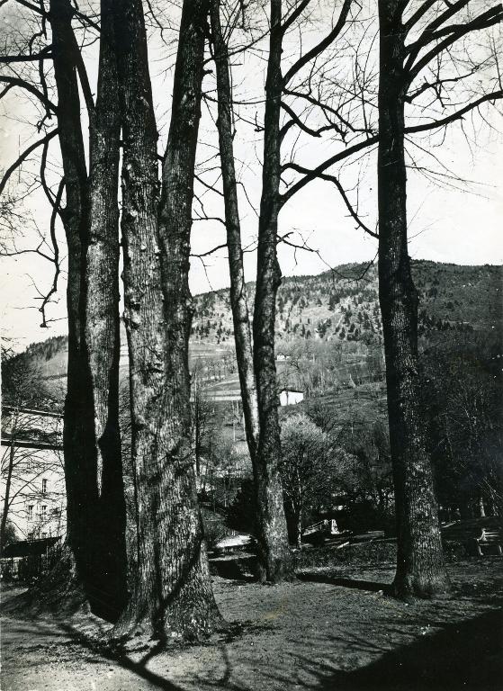 Arbres majestueux dans le Parc des Forges