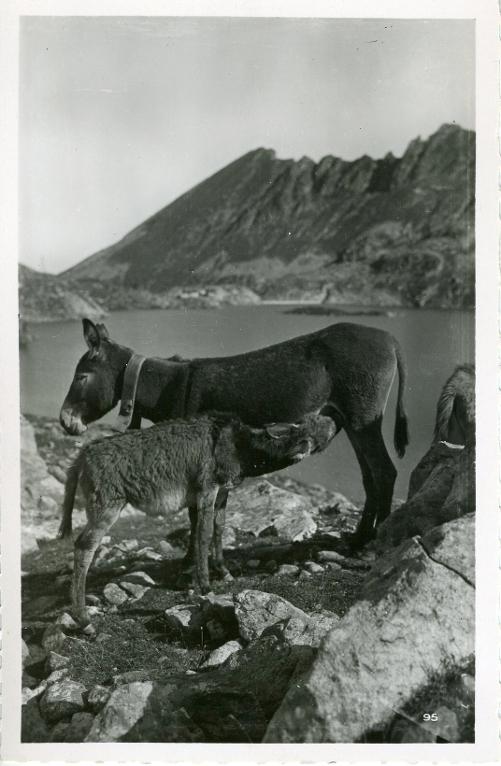 Petits ânes aux Sept Laux